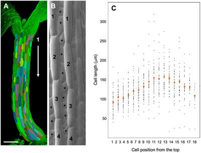 Regulation of tissue growth in plants – A mathematical modeling study on shade avoidance response in Arabidopsis hypocotyls